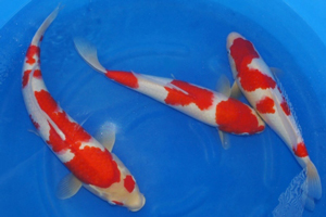 Matsuda Koi Nets