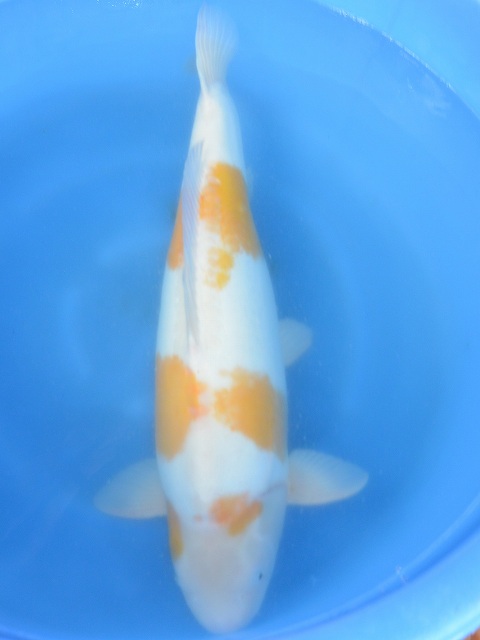 2歳 銀鱗羽白鯉 27cm±