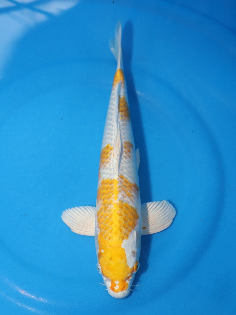 錦鯉 No14 銀鱗べっこう 令和5年産 41cm 錦鯉 : アキカン ヤフー