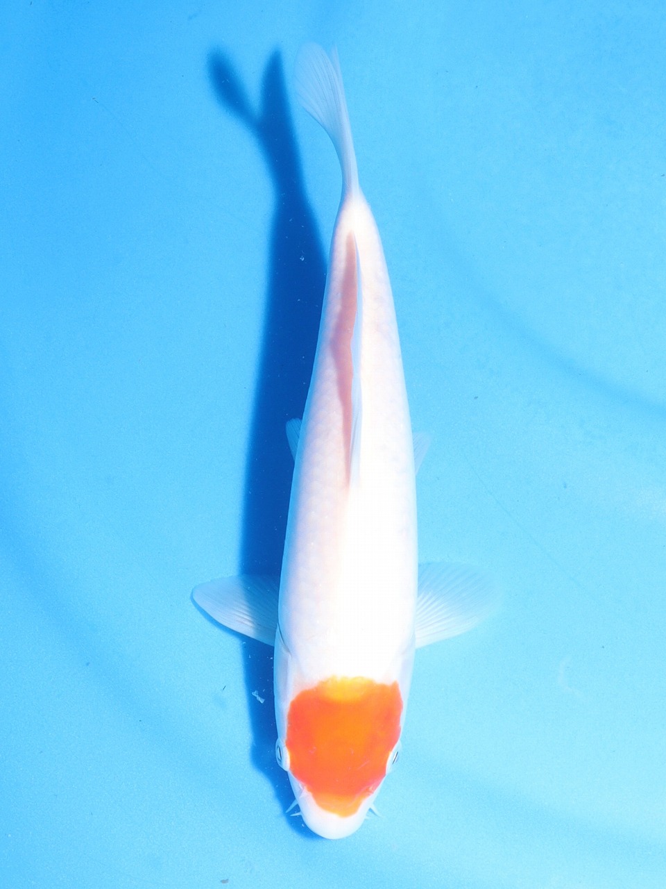 ڍ׉ʕ\