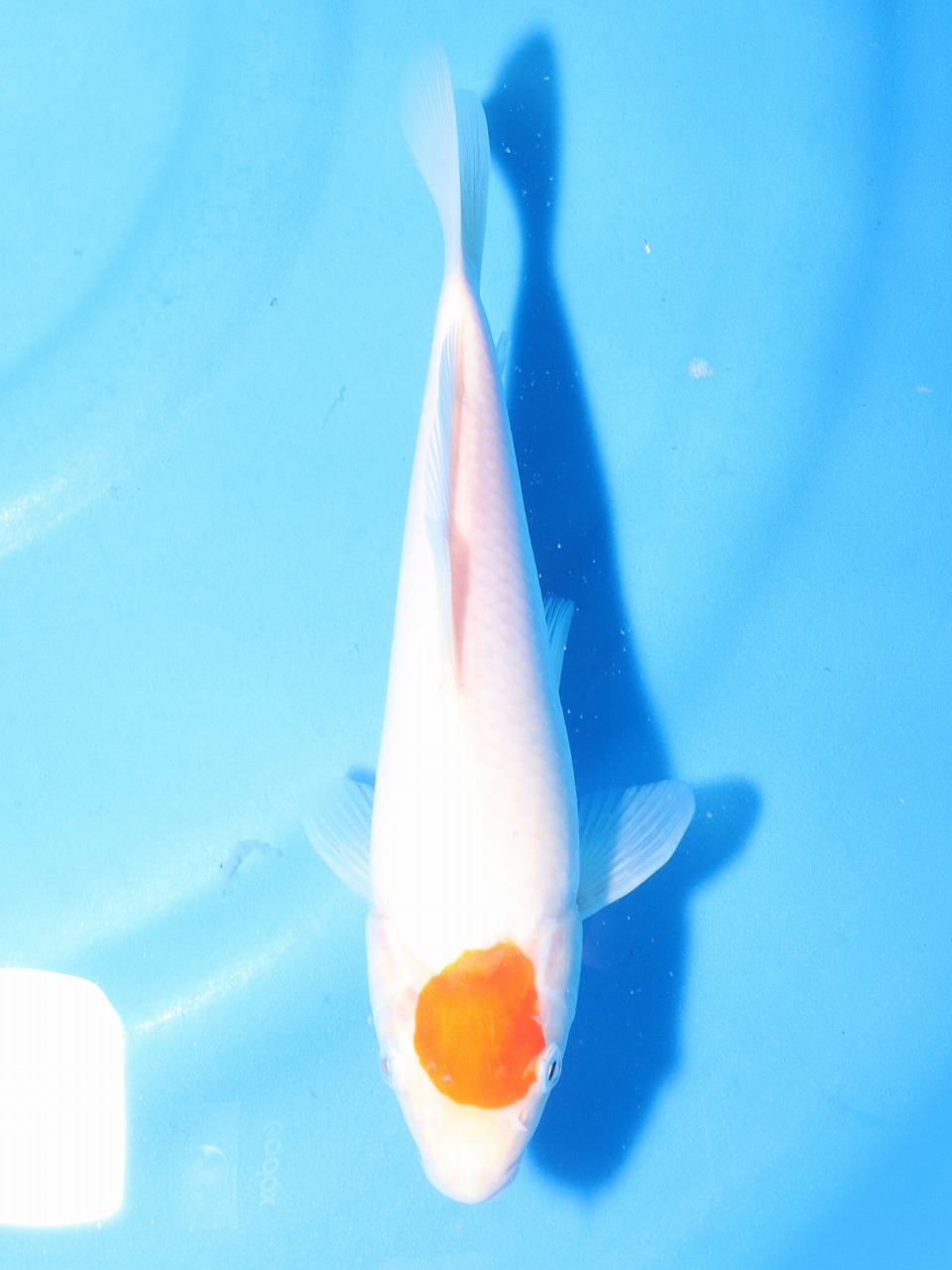 ڍ׉ʕ\