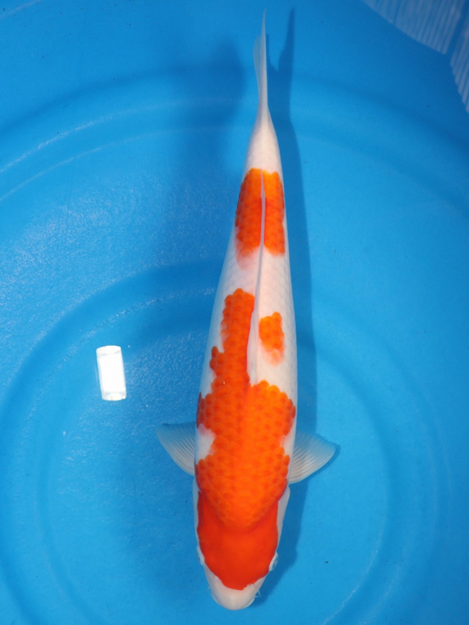 錦鯉 No21 紅白 令和4年産 47cm 背鰭少し欠けてます 錦鯉