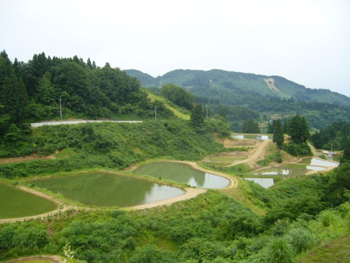 山古志の野池の風景