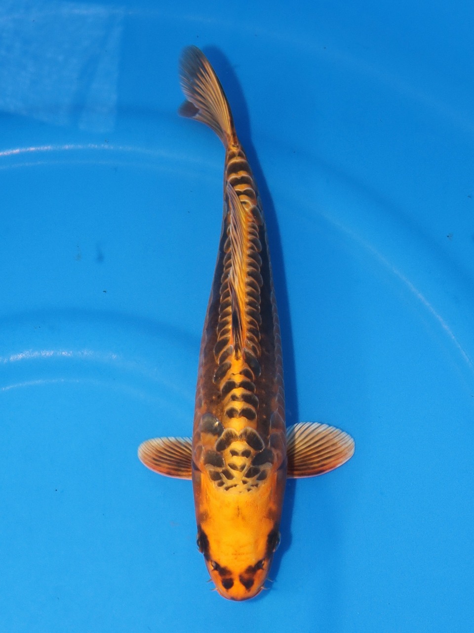 錦鯉販売 錦鯉通販 錦鯉ネット販売 野池揚がり！ 金黄昭和 37cm